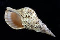 Atlantic Triton Shell (Charonia variegata) Royalty Free Stock Photo