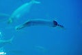 Atlantic trumpetfish, Aulostomus strigosus Royalty Free Stock Photo