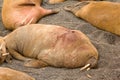 Atlantic walrus equipped with satellite transmitter