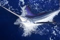 Atlantic white marlin big game sport fishing Royalty Free Stock Photo