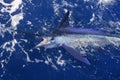 Atlantic white marlin big game sport fishing Royalty Free Stock Photo