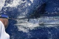 Atlantic white marlin big game sportfishing Royalty Free Stock Photo