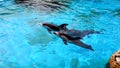 Atlantic white-sided dolphins jump out the water Royalty Free Stock Photo