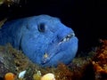 Atlantic Wolffish Royalty Free Stock Photo