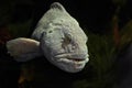 Atlantic wolffish (Anarhichas lupus) Royalty Free Stock Photo