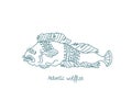 The Atlantic wolffish. Anarhichas lupus. Open paths. Editable stroke. Custom line thickness. Royalty Free Stock Photo