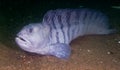 Atlantic wolffish like this one are found in Stellwagen Bank National Marine Sanctuary.