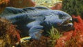 Atlantic Wolffish marine fish in an zoological garden marine aquarium