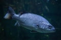 Atlantic wreckfish Polyprion americanus.