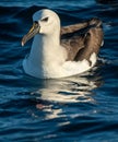 Atlantic yellow-nosed albatross . Scientific name: Thalassarche chlororhynchos. Royalty Free Stock Photo