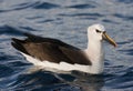 Atlantic Yellow-nosed Albatross, thalassarche chlororhynchos