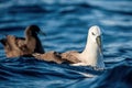 Atlantic yellow-nosed albatross on the water.
