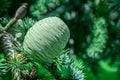 Close up of pine cones on Atlantic / Blue Atlas cedar tree Cedrus atlantica