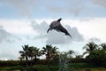 Atlantis Dolphin Cay Experience Royalty Free Stock Photo