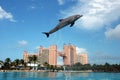 Atlantis Dolphin Cay Experience Royalty Free Stock Photo