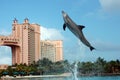 Atlantis Dolphin Cay Experience Royalty Free Stock Photo