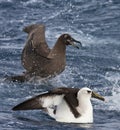 Atlantische Geelsnavelalbatros, Atlantic Yellow-nosed Albatross, Thalassarche chlororhynchos Royalty Free Stock Photo