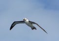 Atlantische Geelsnavelalbatros, Atlantic Yellow-nosed Albatross Royalty Free Stock Photo