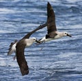 Atlantische Geelsnavelalbatros, Atlantic Yellow-nosed Albatross, Thalassarche chlororhynchos Royalty Free Stock Photo