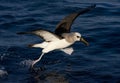 Atlantische Geelsnavelalbatros, Atlantic Yellow-nosed Albatross, Thalassarche chlororhynchos Royalty Free Stock Photo