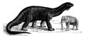 Atlantosaurus, the largest animals ever to exist, vintage engraving