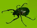 Atlas beetle isolated on light green