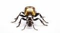 Atlas beetle isolated on white. generative ai