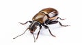 Atlas beetle isolated on white. generative ai