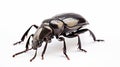 Atlas beetle isolated on white. generative ai