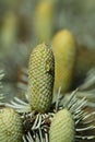 Atlas blue cedar pine cone