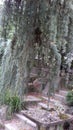 Atlas blue weeping cedar in the garden of the island of Versailles in Nantes