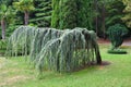 The Atlas blue weeping cedar and yew