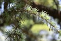 Isolated closeup of an Atlas Cedar branch Royalty Free Stock Photo