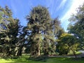 Atlas cedar / Cedrus atlantica Endl. G.Manetti ex CarriÃÂ¨re / Die Atlas-Zeder, Atlaski cedar ili atlantski cedar, Mainau