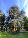 Atlas cedar / Cedrus atlantica Endl. G.Manetti ex CarriÃÂ¨re / Die Atlas-Zeder, Atlaski cedar ili atlantski cedar, Mainau