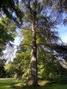 Atlas cedar / Cedrus atlantica Endl. G.Manetti ex CarriÃÂ¨re / Die Atlas-Zeder, Atlaski cedar ili atlantski cedar, Mainau