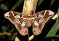 Atlas moth Royalty Free Stock Photo