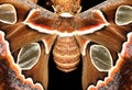 Atlas moth