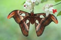 Atlas moth