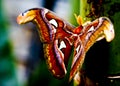Atlas moth Royalty Free Stock Photo