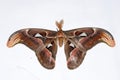 Atlas Moth Royalty Free Stock Photo