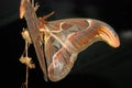 Atlas Moth Royalty Free Stock Photo