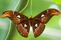 Atlas Moth (Attacus atlas) Royalty Free Stock Photo