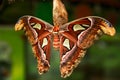 The Atlas moth Attacus atlas, Beautiful big butterfly