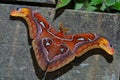 Atlas moth (Attacus atlas)