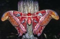 Atlas moth Attacus atlas is a large saturniid moth Royalty Free Stock Photo