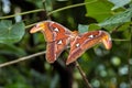 Attacus Atlas moths are one of the largest lepidopterans in the world Royalty Free Stock Photo