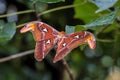 Attacus Atlas moths are one of the largest lepidopterans in the world Royalty Free Stock Photo