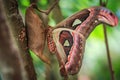 Atlas moth (attacus atlas) sitting on it's cocoon Royalty Free Stock Photo
