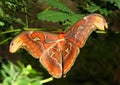 Atlas moth butterfly